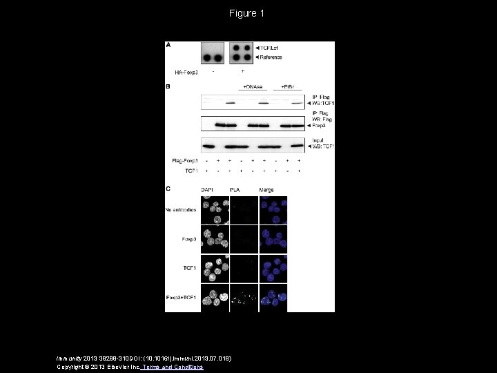 Figure 1 Immunity 2013 39298 -310 DOI: (10. 1016/j. immuni. 2013. 07. 019) Copyright