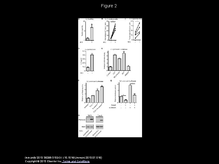 Figure 2 Immunity 2013 39298 -310 DOI: (10. 1016/j. immuni. 2013. 07. 019) Copyright