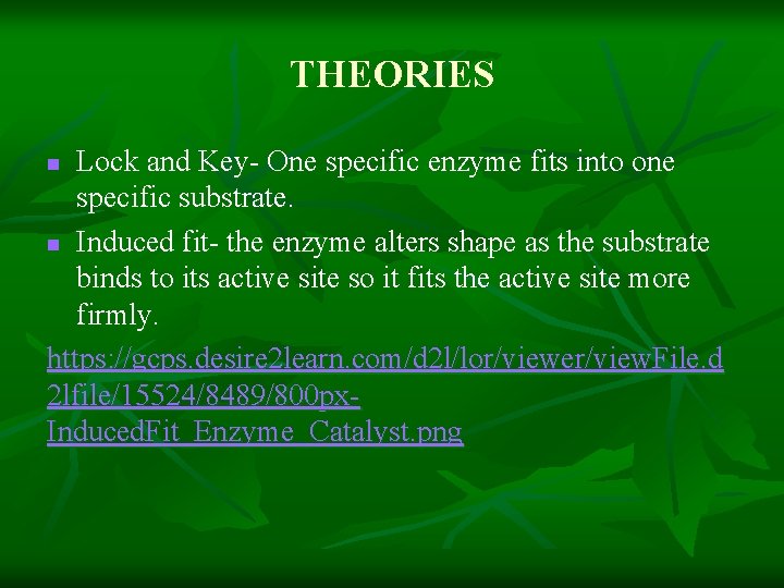 THEORIES Lock and Key- One specific enzyme fits into one specific substrate. n Induced
