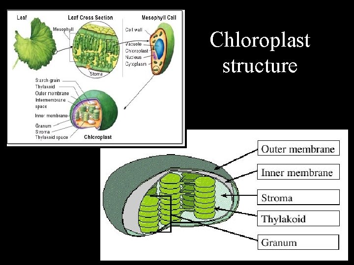 Chloroplast structure 