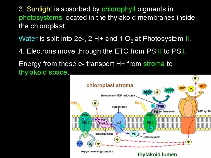 3. Sunlight is absorbed by chlorophyll pigments in photosystems located in the thylakoid membranes