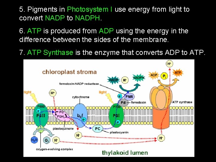5. Pigments in Photosystem I use energy from light to convert NADP to NADPH.