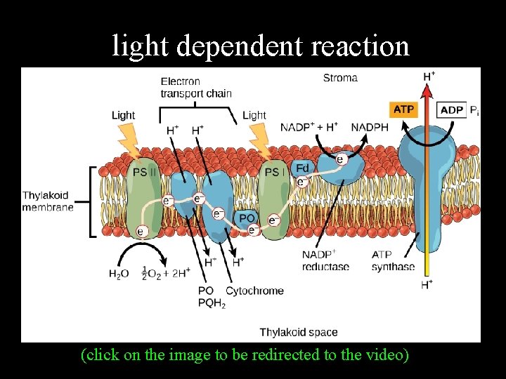 light dependent reaction (click on the image to be redirected to the video) 