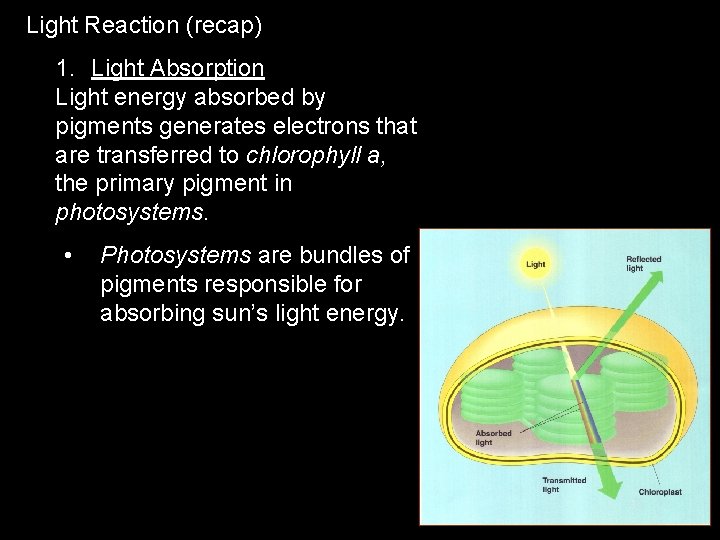 Light Reaction (recap) 1. Light Absorption Light energy absorbed by pigments generates electrons that