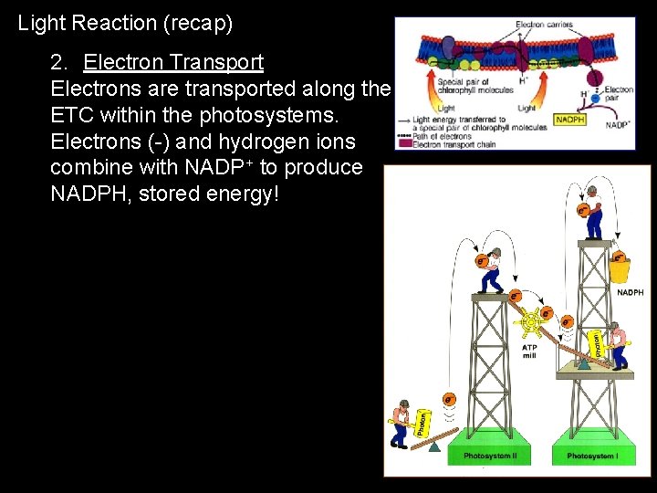 Light Reaction (recap) 2. Electron Transport Electrons are transported along the ETC within the