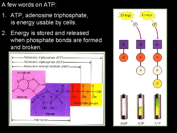 A few words on ATP: 1. ATP, adenosine triphosphate, is energy usable by cells.
