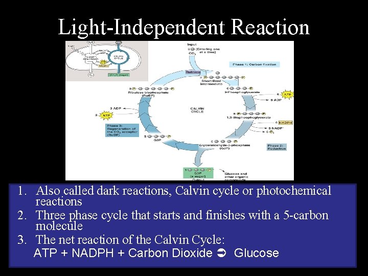 Light-Independent Reaction 1. Also called dark reactions, Calvin cycle or photochemical reactions 2. Three