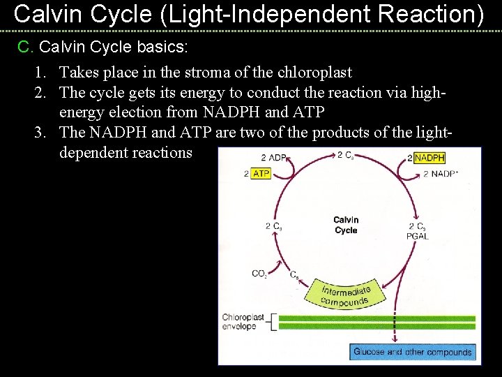 Calvin Cycle (Light-Independent Reaction) C. Calvin Cycle basics: 1. Takes place in the stroma