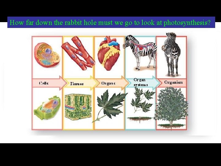 How far down the rabbit hole must we go to look at photosynthesis? 
