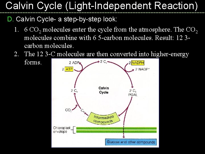Calvin Cycle (Light-Independent Reaction) D. Calvin Cycle- a step-by-step look: 1. 6 CO 2