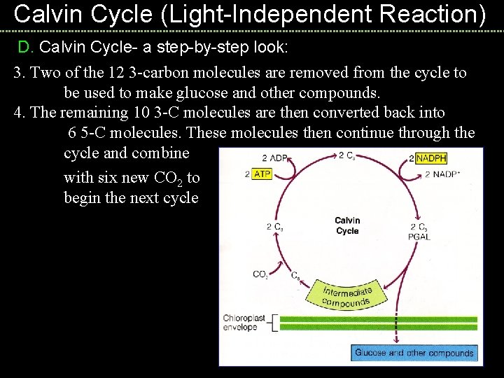 Calvin Cycle (Light-Independent Reaction) D. Calvin Cycle- a step-by-step look: 3. Two of the