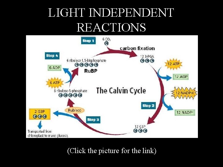 LIGHT INDEPENDENT REACTIONS (Click the picture for the link) 