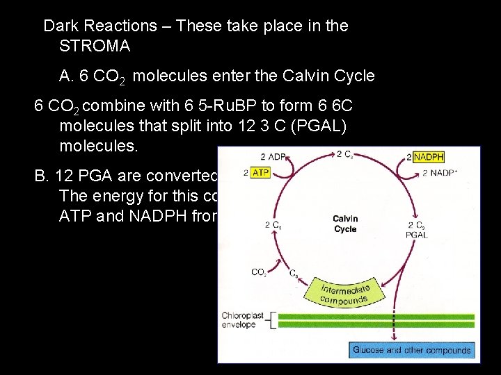 Dark Reactions – These take place in the STROMA A. 6 CO 2 molecules