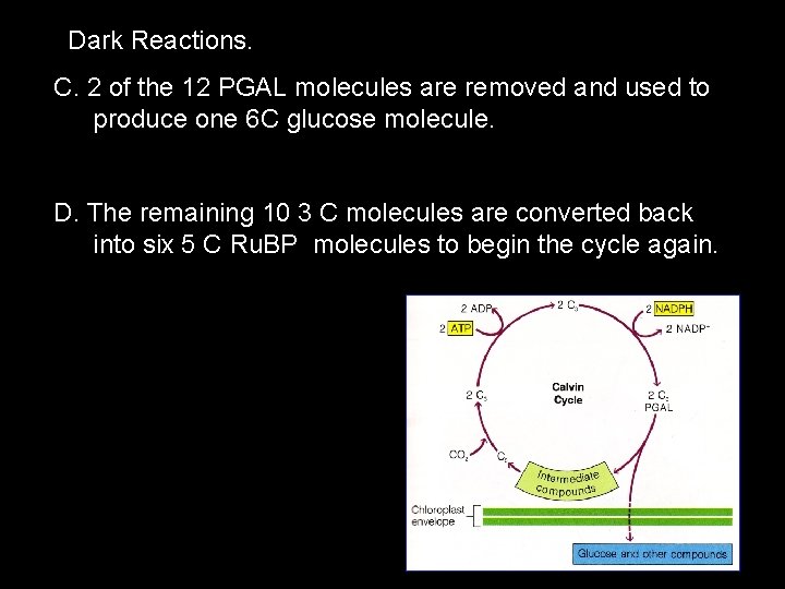 Dark Reactions. C. 2 of the 12 PGAL molecules are removed and used to