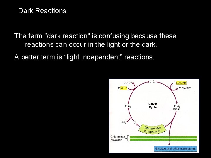 Dark Reactions. The term “dark reaction” is confusing because these reactions can occur in