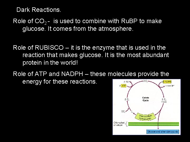 Dark Reactions. Role of CO 2 - is used to combine with Ru. BP