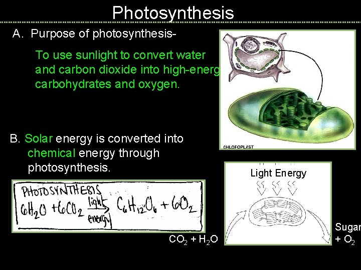 Photosynthesis A. Purpose of photosynthesis. To use sunlight to convert water and carbon dioxide