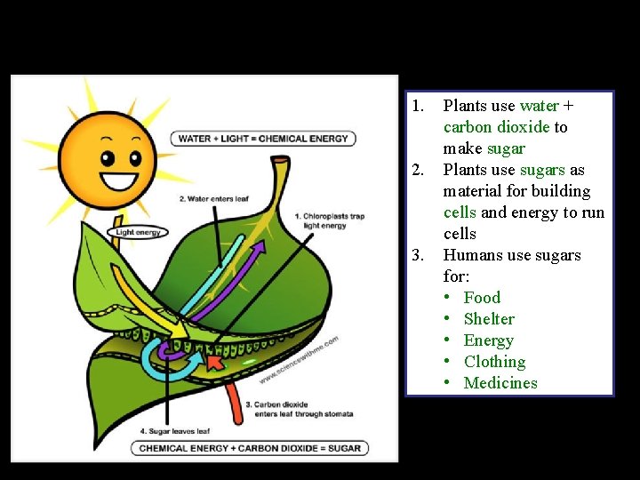 1. 2. 3. Plants use water + carbon dioxide to make sugar Plants use