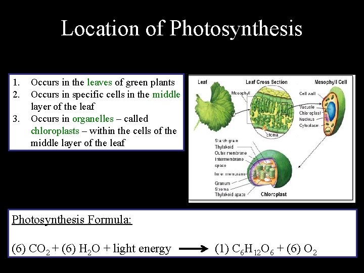 Location of Photosynthesis 1. 2. 3. Occurs in the leaves of green plants Occurs