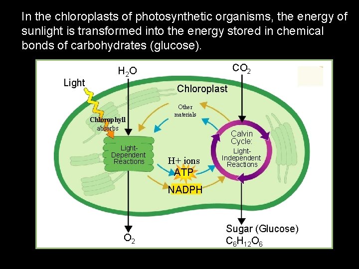 In the chloroplasts of photosynthetic organisms, the energy of sunlight is transformed into the