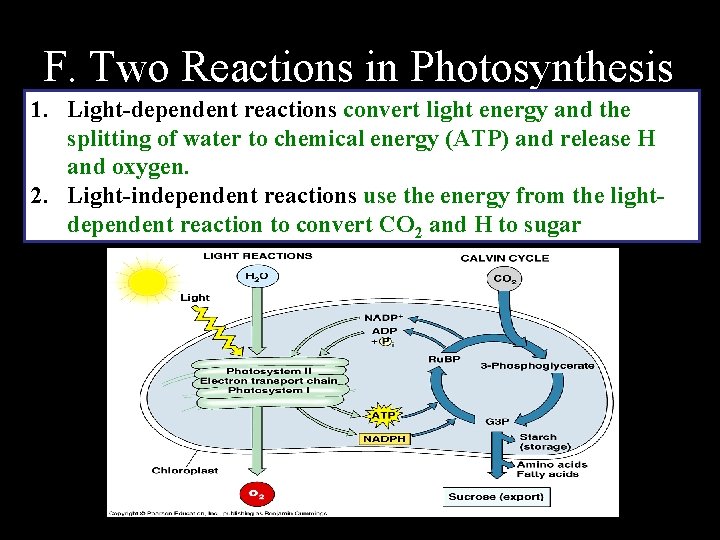 F. Two Reactions in Photosynthesis 1. Light-dependent reactions convert light energy and the splitting