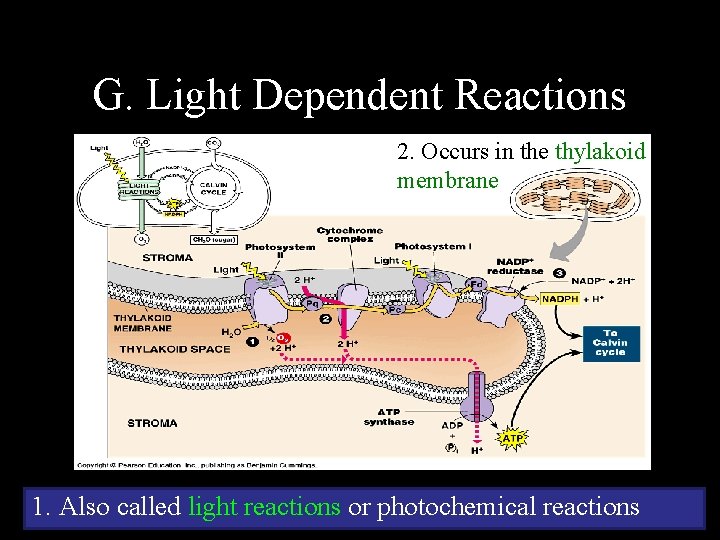 G. Light Dependent Reactions 2. Occurs in the thylakoid membrane 1. Also called light