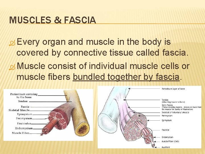 MUSCLES & FASCIA Every organ and muscle in the body is covered by connective