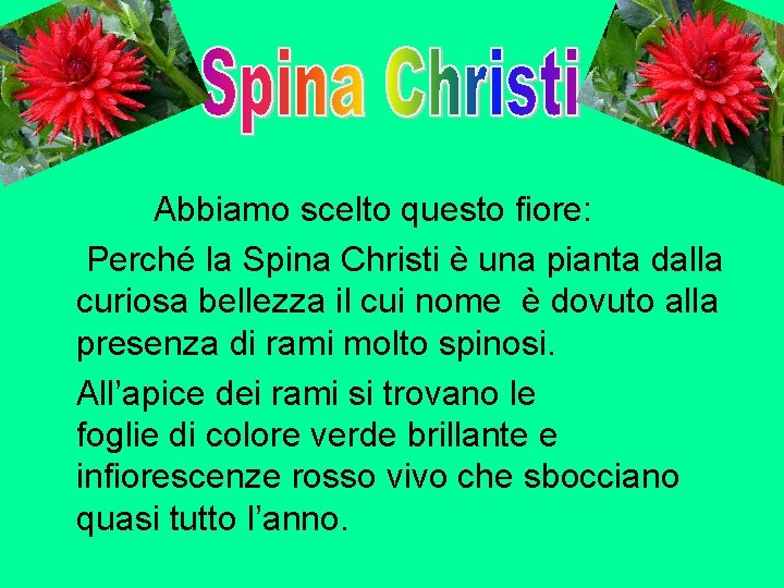  Abbiamo scelto questo fiore: Perché la Spina Christi è una pianta dalla curiosa