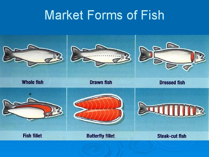 Market Forms of Fish 