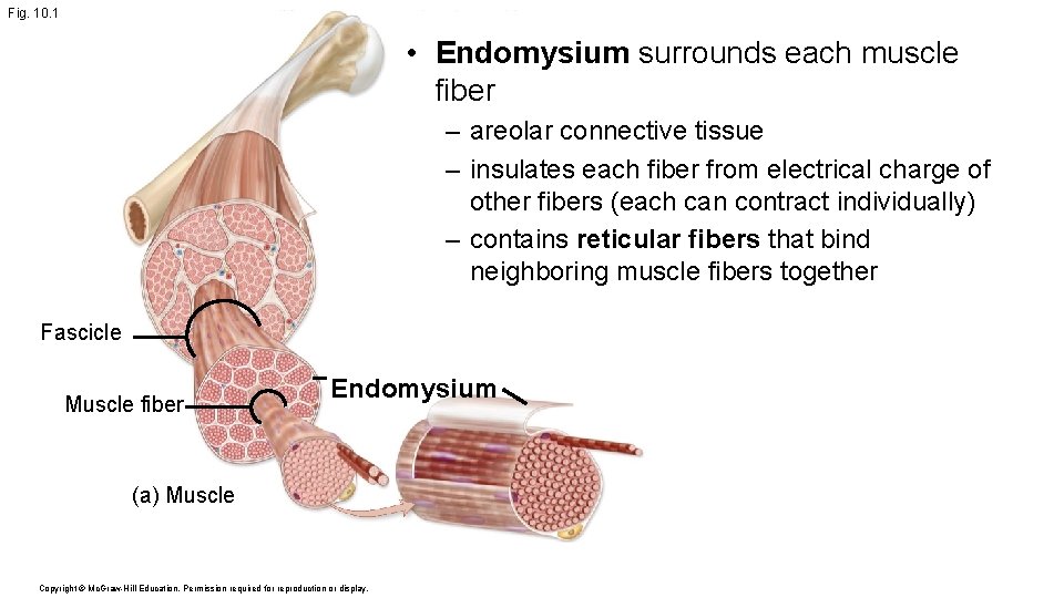 Fig. 10. 1 • Endomysium surrounds each muscle fiber – areolar connective tissue –