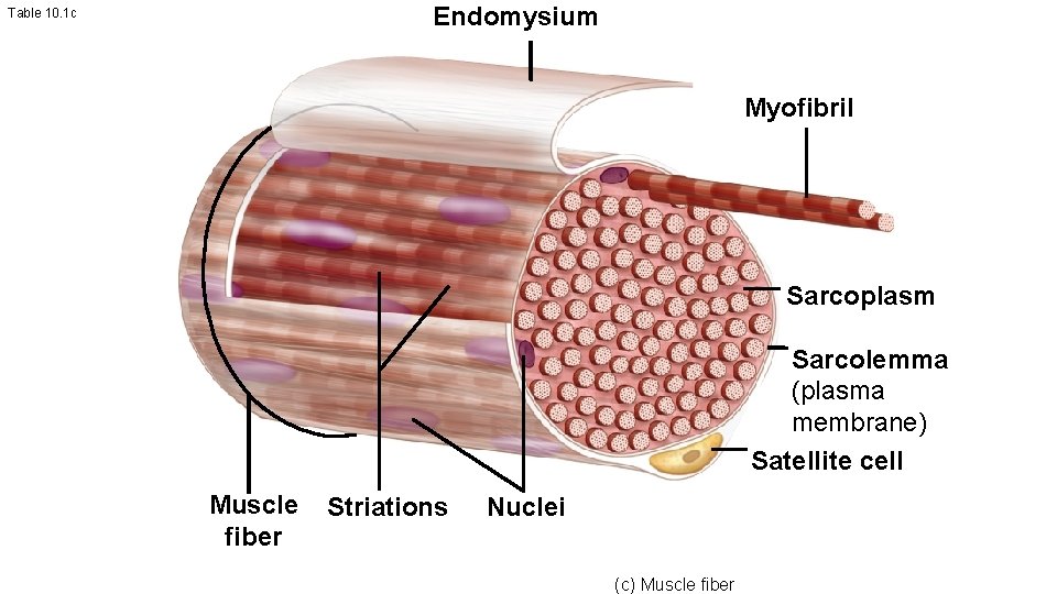 Endomysium Table 10. 1 c Myofibril Sarcoplasm Sarcolemma (plasma membrane) Satellite cell Muscle fiber