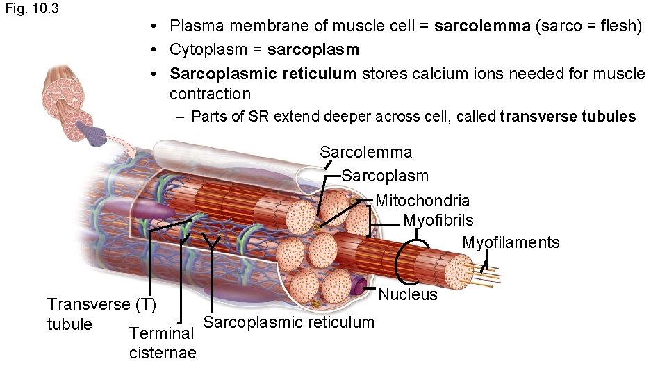 Fig. 10. 3 • Plasma membrane of muscle cell = sarcolemma (sarco = flesh)