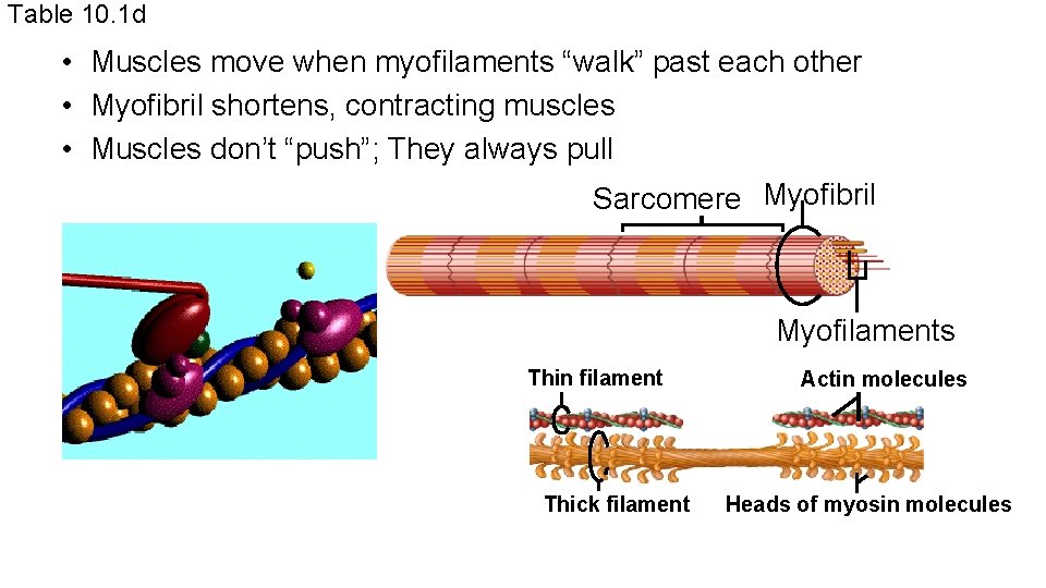 Table 10. 1 d • Muscles move when myofilaments “walk” past each other •