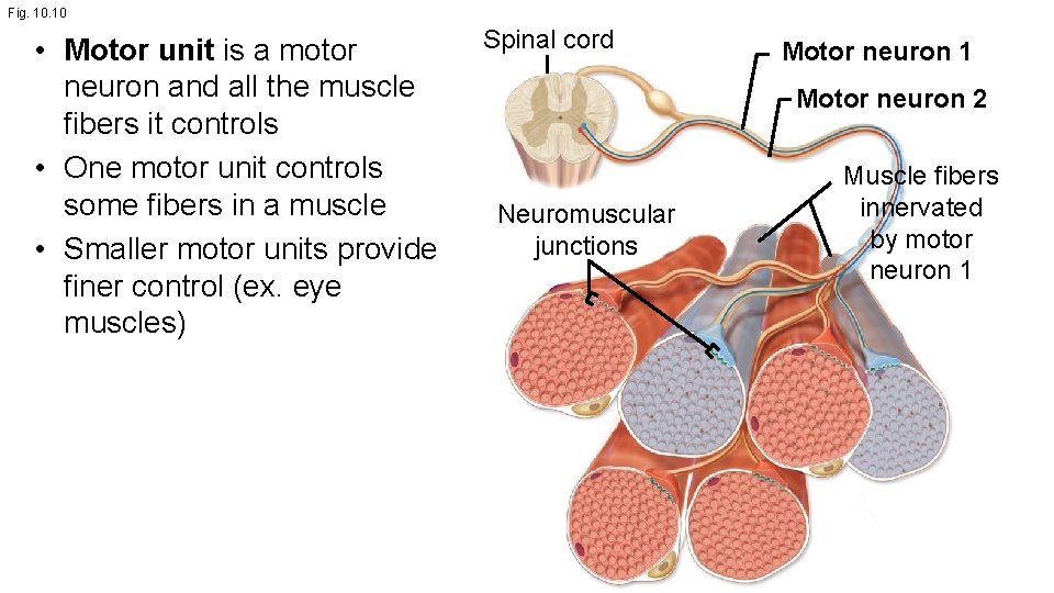 Fig. 10 • Motor unit is a motor neuron and all the muscle fibers