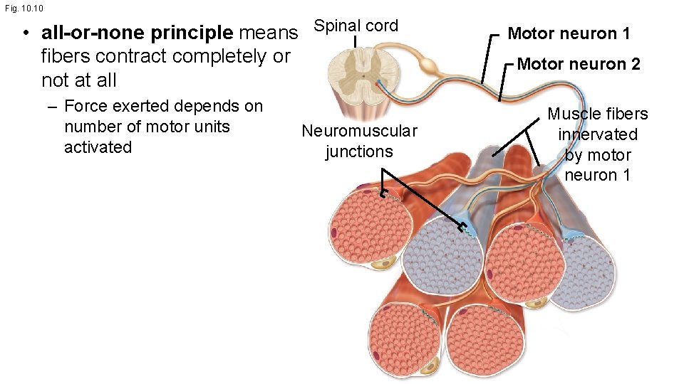 Fig. 10 • all-or-none principle means Spinal cord fibers contract completely or not at