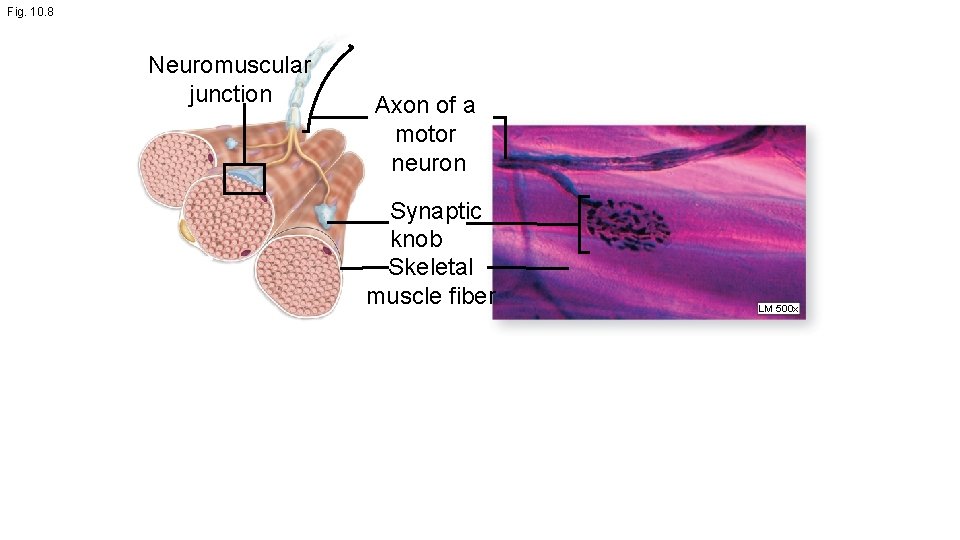 Fig. 10. 8 Neuromuscular junction Axon of a motor neuron Synaptic knob Skeletal muscle