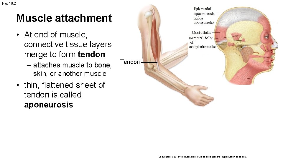 Fig. 10. 2 Muscle attachment • At end of muscle, connective tissue layers merge