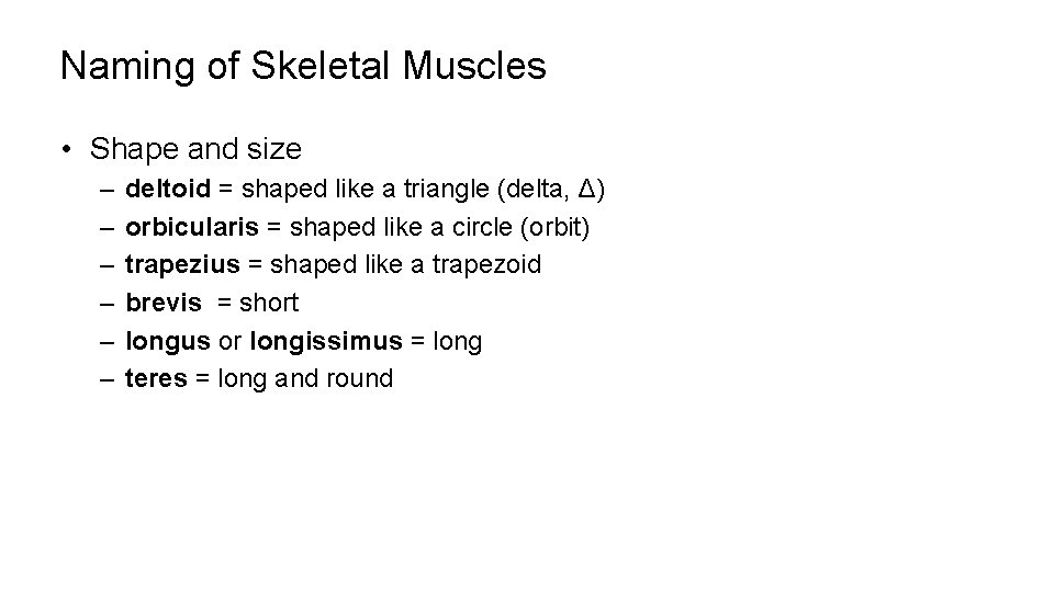 Naming of Skeletal Muscles • Shape and size – – – deltoid = shaped