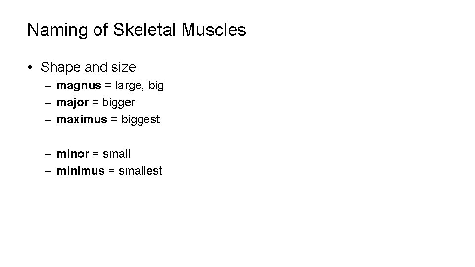 Naming of Skeletal Muscles • Shape and size – magnus = large, big –