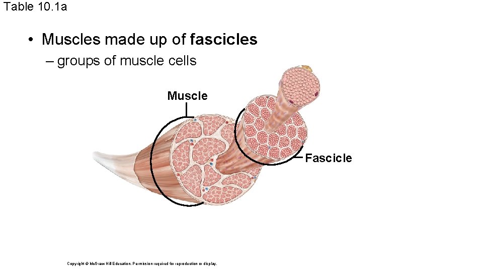 Table 10. 1 a • Muscles made up of fascicles – groups of muscle