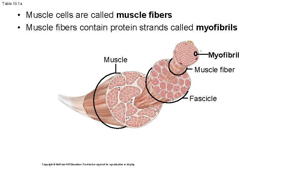 Table 10. 1 a • Muscle cells are called muscle fibers • Muscle fibers