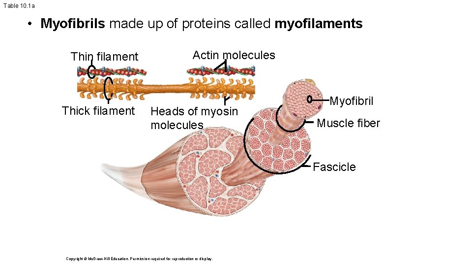 Table 10. 1 a • Myofibrils made up of proteins called myofilaments Thin filament