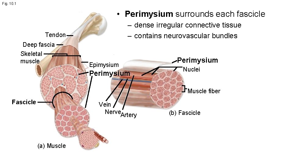 Fig. 10. 1 • Perimysium surrounds each fascicle – dense irregular connective tissue – Fig. 10. 1 • Perimysium surrounds each fascicle – dense irregular connective tissue –