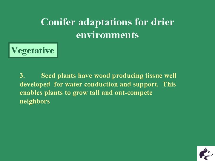 Conifer adaptations for drier environments Vegetative 3. Seed plants have wood producing tissue well Conifer adaptations for drier environments Vegetative 3. Seed plants have wood producing tissue well
