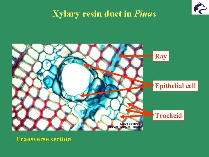 Xylary resin duct in Pinus Ray Epithelial cell Tracheid Transverse section Xylary resin duct in Pinus Ray Epithelial cell Tracheid Transverse section