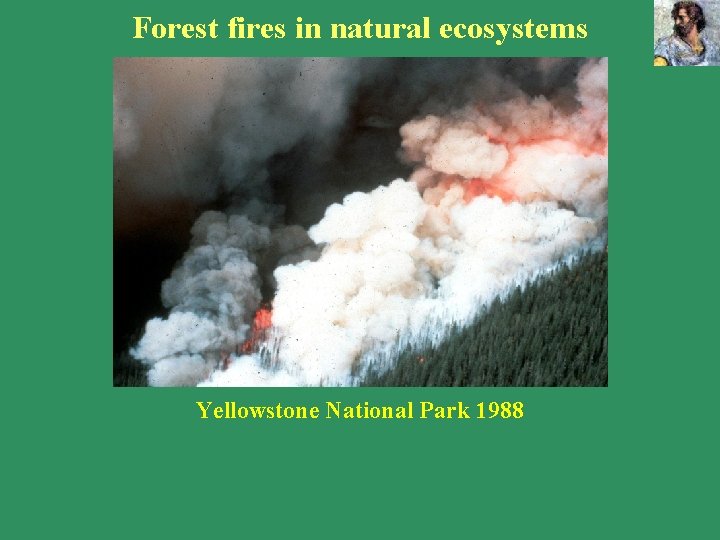 Forest fires in natural ecosystems Yellowstone National Park 1988 Forest fires in natural ecosystems Yellowstone National Park 1988