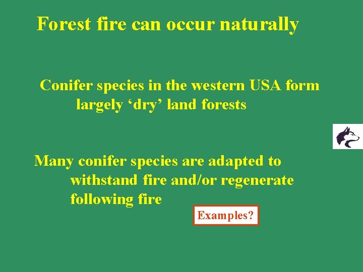 Forest fire can occur naturally Conifer species in the western USA form largely ‘dry’ Forest fire can occur naturally Conifer species in the western USA form largely ‘dry’