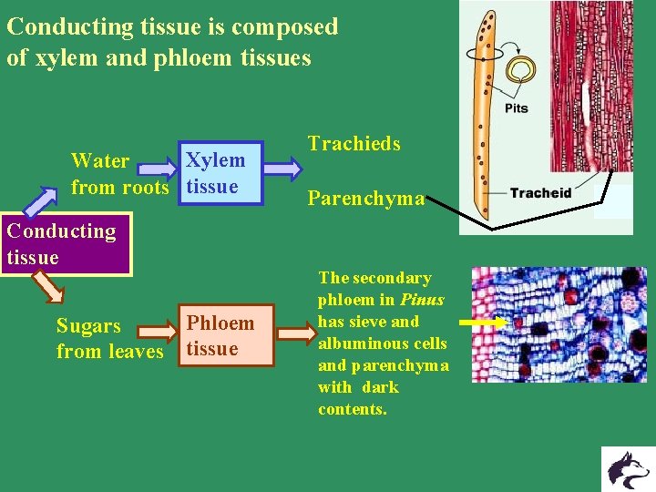 Conducting tissue is composed of xylem and phloem tissues Xylem Water from roots tissue Conducting tissue is composed of xylem and phloem tissues Xylem Water from roots tissue