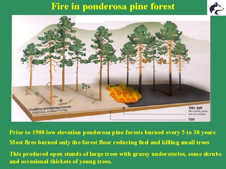Fire in ponderosa pine forest Prior to 1900 low elevation ponderosa pine forests burned Fire in ponderosa pine forest Prior to 1900 low elevation ponderosa pine forests burned