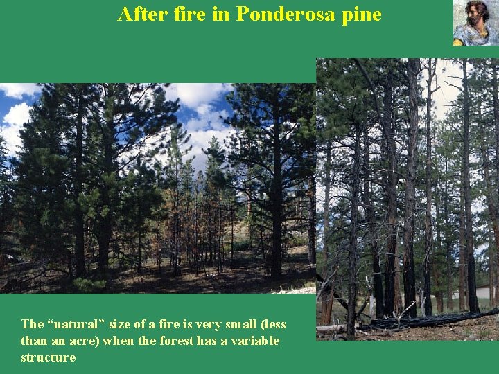 After fire in Ponderosa pine The “natural” size of a fire is very small After fire in Ponderosa pine The “natural” size of a fire is very small